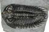 Bug-Eyed Coltraneia Trilobite Fossil - Ofaten, Morocco #352675-1